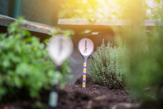 Aromatic and healthy herbs growing in a raised bed in the own garden. Thymine