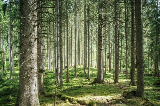 Impressive spruce trees in the forest, spirituality and wood therapy