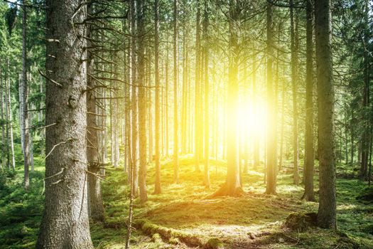 Impressive spruce trees in the forest, spirituality and wood therapy