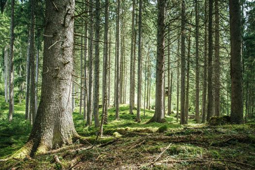 Impressive spruce trees in the forest, spirituality and wood therapy