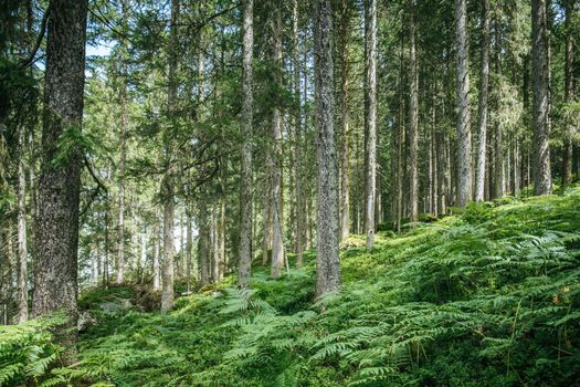 Impressive spruce trees in the forest, spirituality and wood therapy