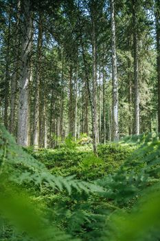 Impressive spruce trees in the forest, spirituality and wood therapy