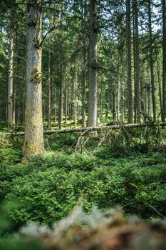 Impressive spruce trees in the forest, spirituality and wood therapy