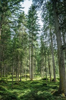 Impressive spruce trees in the forest, spirituality and wood therapy