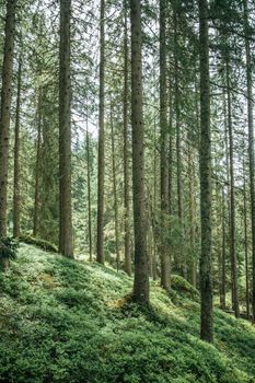 Impressive spruce trees in the forest, spirituality and wood therapy