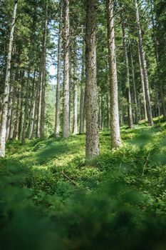 Impressive spruce trees in the forest, spirituality and wood therapy