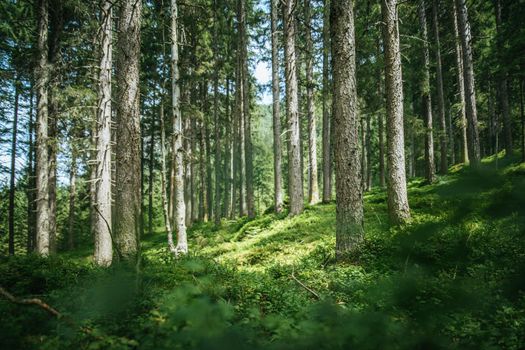 Impressive spruce trees in the forest, spirituality and wood therapy