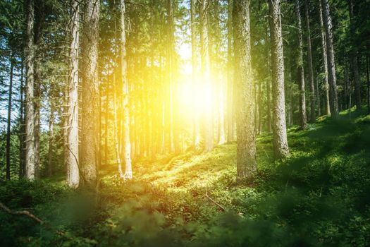 Impressive spruce trees in the forest, spirituality and wood therapy