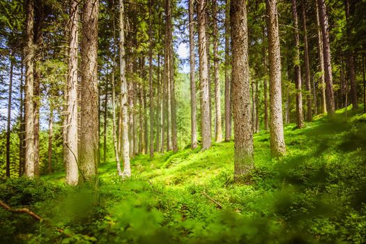 Impressive spruce trees in the forest, spirituality and wood therapy