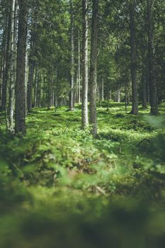 Impressive spruce trees in the forest, spirituality and wood therapy