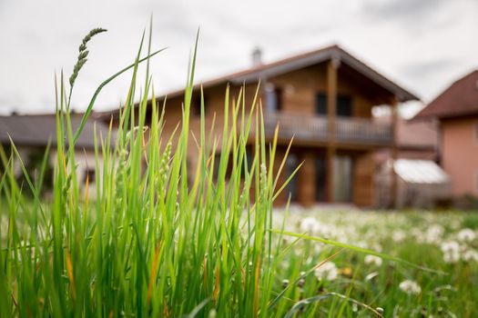 Faded dandelion flowers in foreground, blurry house in the background