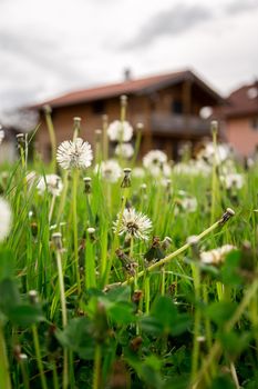 Faded dandelion flowers in foreground, blurry house in the background