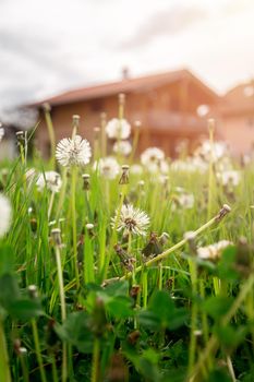 Faded dandelion flowers in foreground, blurry house in the background