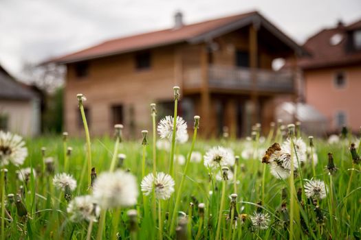 Faded dandelion flowers in foreground, blurry house in the background