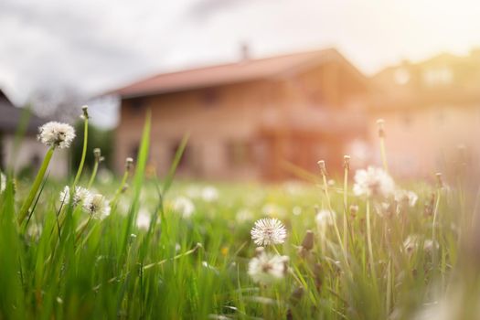 Faded dandelion flowers in foreground, blurry house in the background