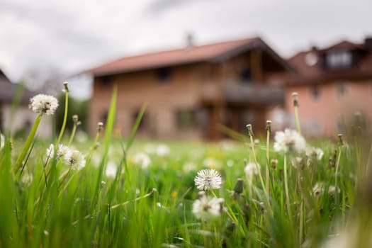 Faded dandelion flowers in foreground, blurry house in the background