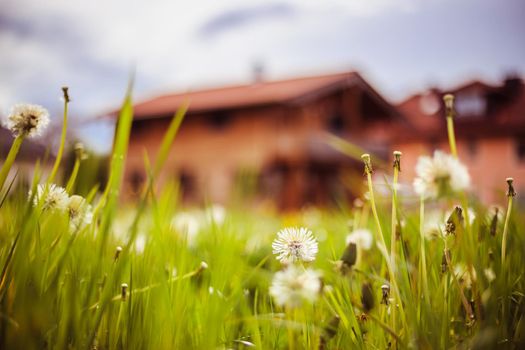 Faded dandelion flowers in foreground, blurry house in the background