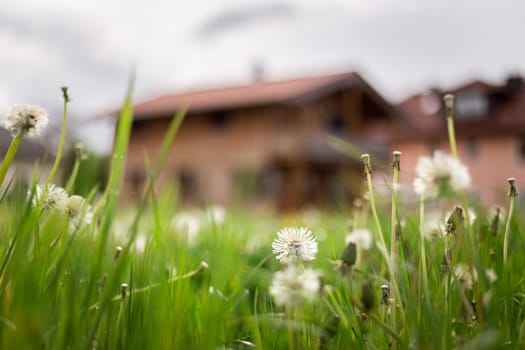 Faded dandelion flowers in foreground, blurry house in the background