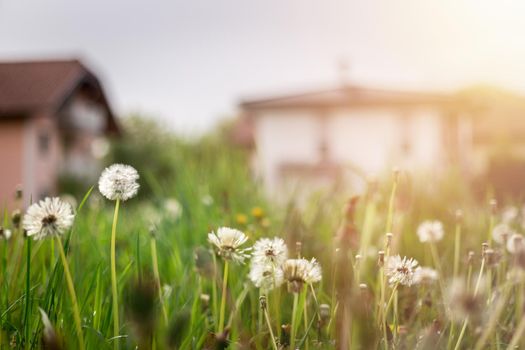 Faded dandelion flowers in foreground, blurry house in the background