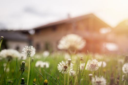 Faded dandelion flowers in foreground, blurry house in the background