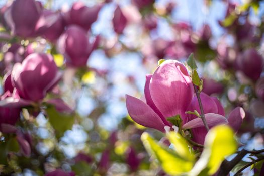 Close up picture of pink blooming magnolia blossoms