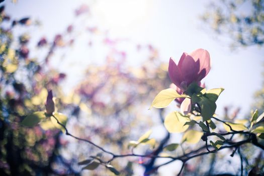 Close up picture of pink blooming magnolia blossoms