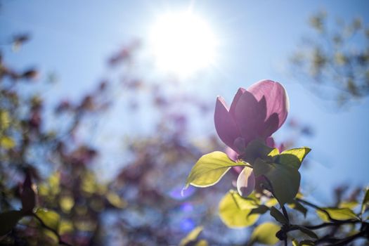 Close up picture of pink blooming magnolia blossoms