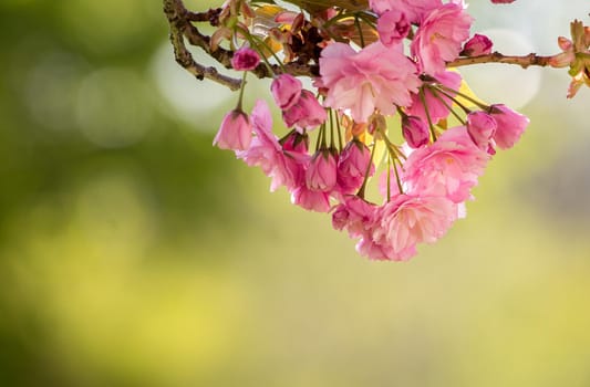 Close up picture of pink blooming cherry blossoms, copy space.