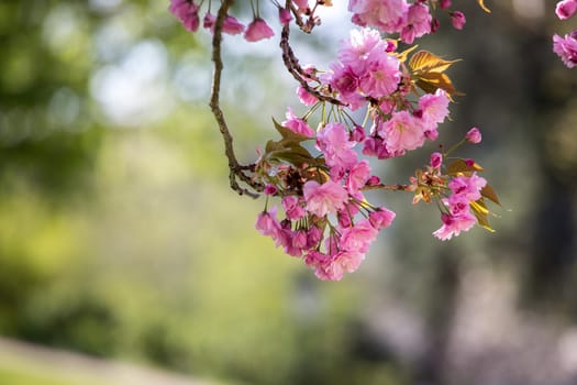 Close up picture of pink blooming cherry blossoms, copy space.