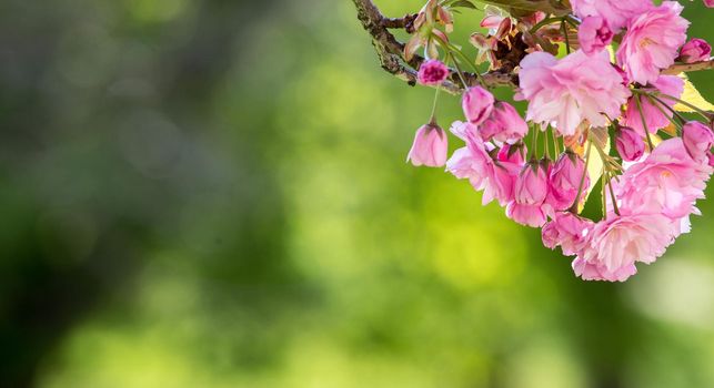 Close up picture of pink blooming cherry blossoms, copy space.