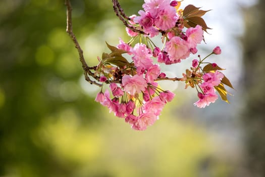 Close up picture of pink blooming cherry blossoms, copy space.