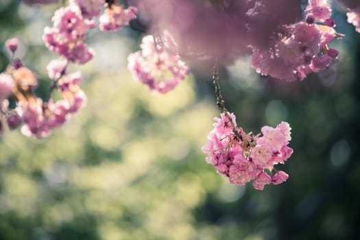 Close up picture of pink blooming cherry blossoms, copy space.