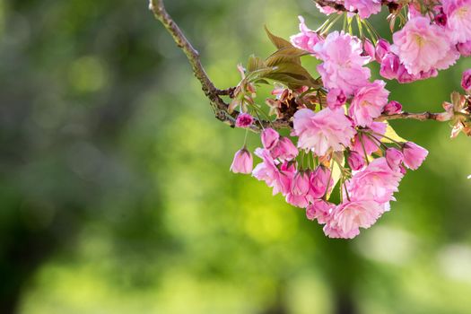 Close up picture of pink blooming cherry blossoms, copy space.