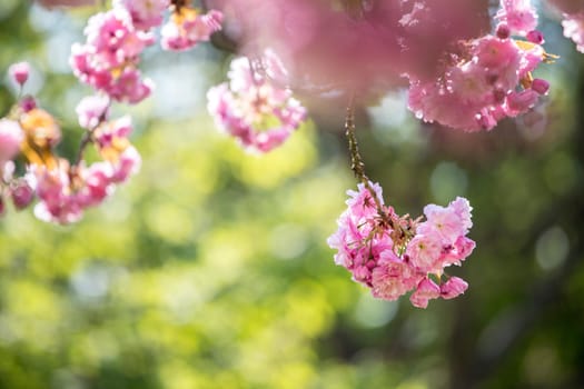 Close up picture of pink blooming cherry blossoms, copy space.