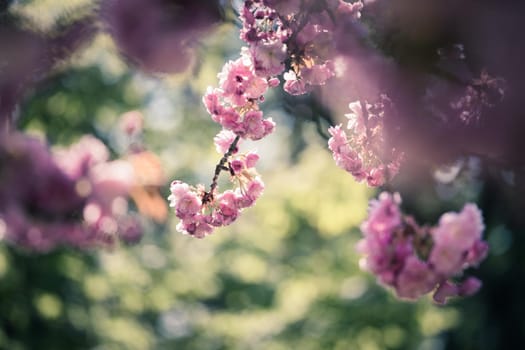 Close up picture of pink blooming cherry blossoms, copy space.