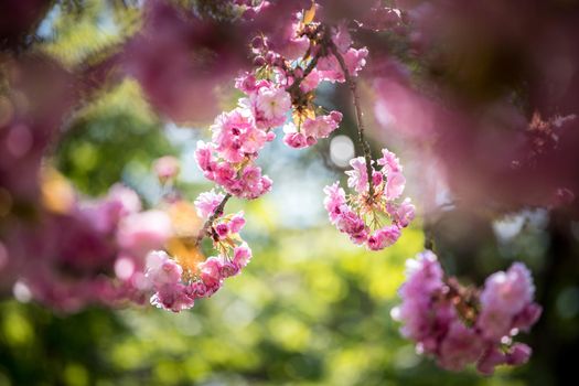 Close up picture of pink blooming cherry blossoms, copy space.