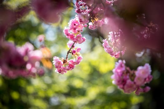 Close up picture of pink blooming cherry blossoms, copy space.