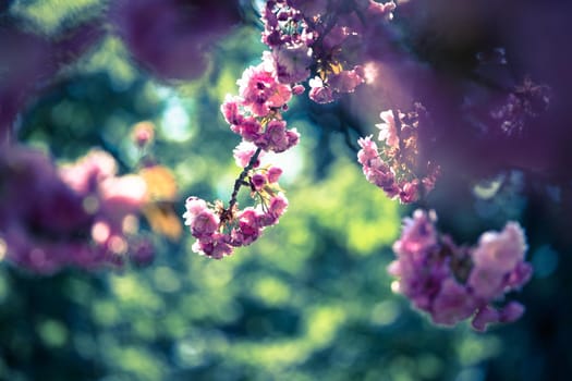 Close up picture of pink blooming cherry blossoms, copy space.