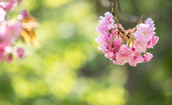 Close up picture of pink blooming cherry blossoms, copy space.