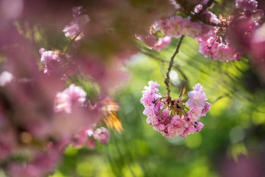 Close up picture of pink blooming cherry blossoms, copy space.