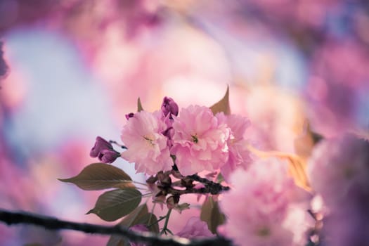 Close up picture of pink blooming cherry blossoms