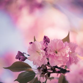 Close up picture of pink blooming cherry blossoms