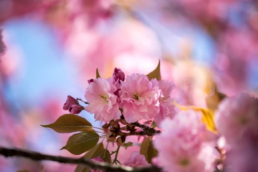 Close up picture of pink blooming cherry blossoms
