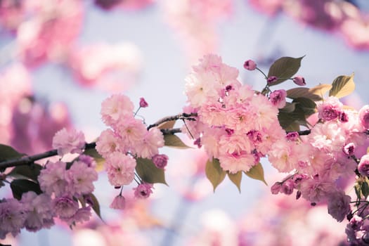 Close up picture of pink blooming cherry blossoms