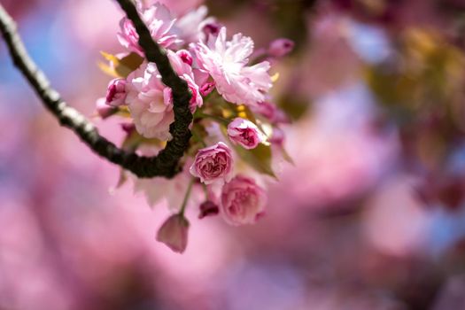 Close up picture of pink blooming cherry blossoms