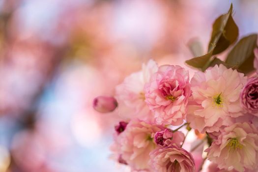 Close up picture of pink blooming cherry blossoms