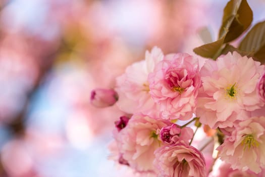 Close up picture of pink blooming cherry blossoms