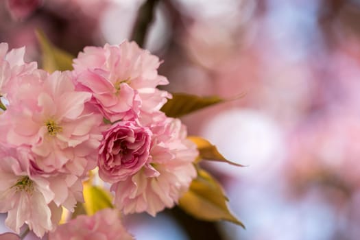 Close up picture of pink blooming cherry blossoms