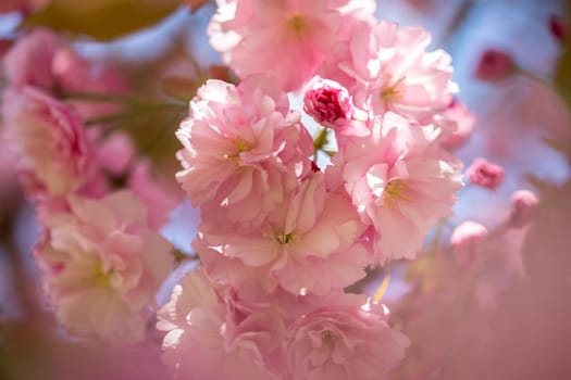Close up picture of pink blooming cherry blossoms
