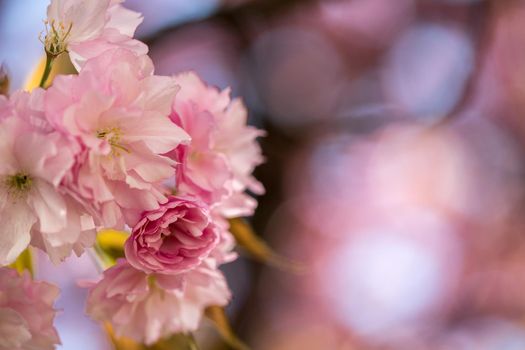 Close up picture of pink blooming cherry blossoms